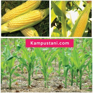 budidaya jagung manis