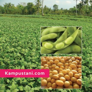 budidaya kedelai edamame