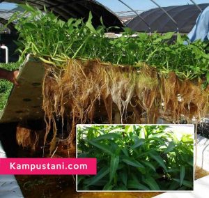 cara menanam kangkung hidroponik