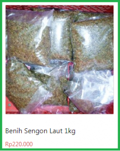 jual benih sengon laut