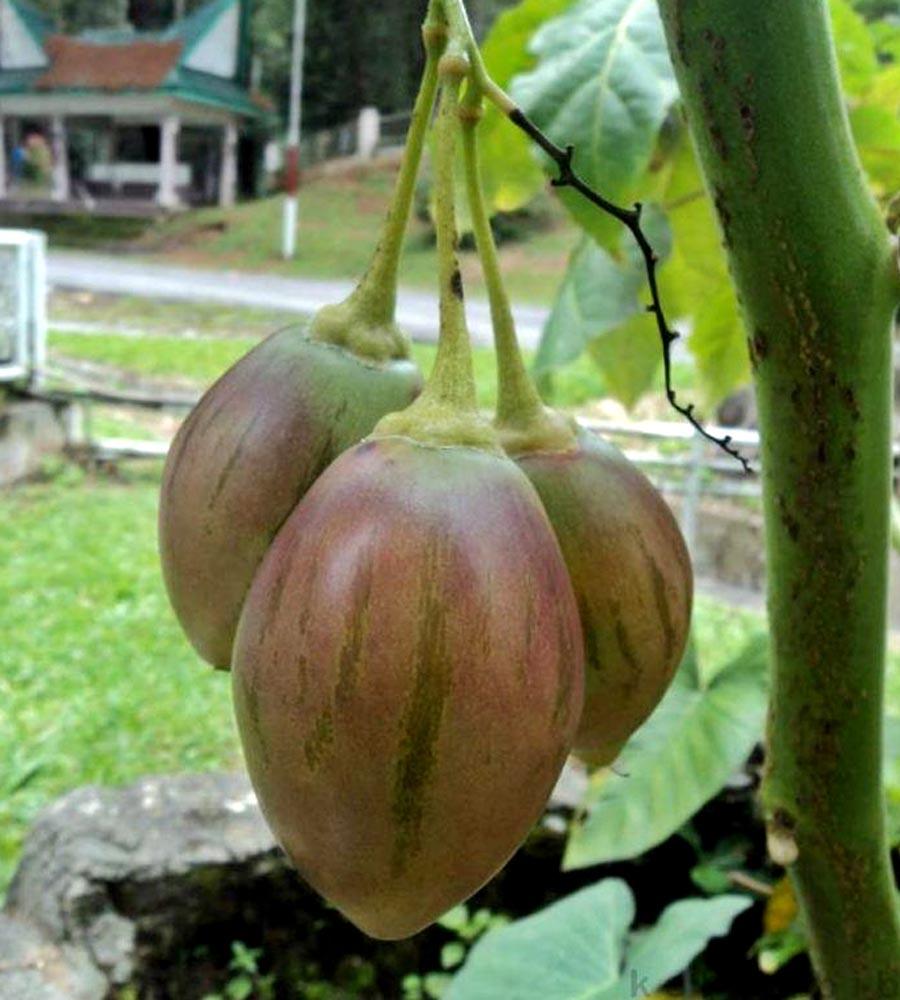 Budidaya Terong Belanda  Tamarillo KampusTani Com