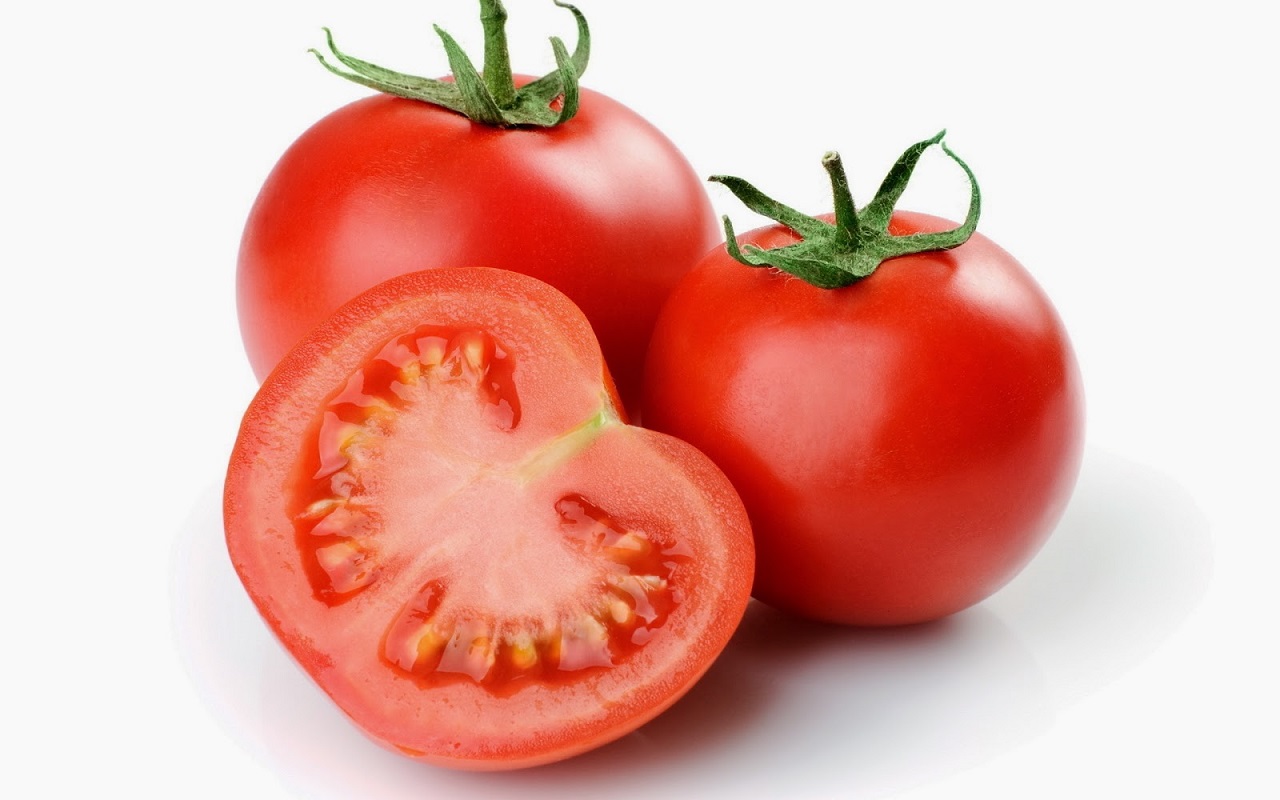 budidaya tomat