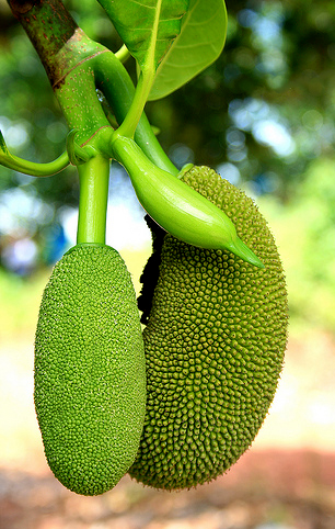 Bakal Buah Nangka Rontok Apa Sebabnya Kampustani Com