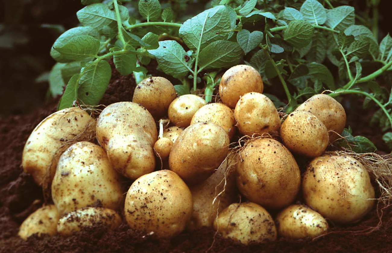 Cara menanam kentang