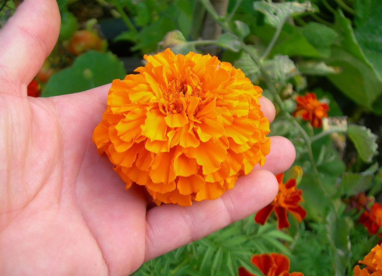 merawat bunga marigold Grace Duncan