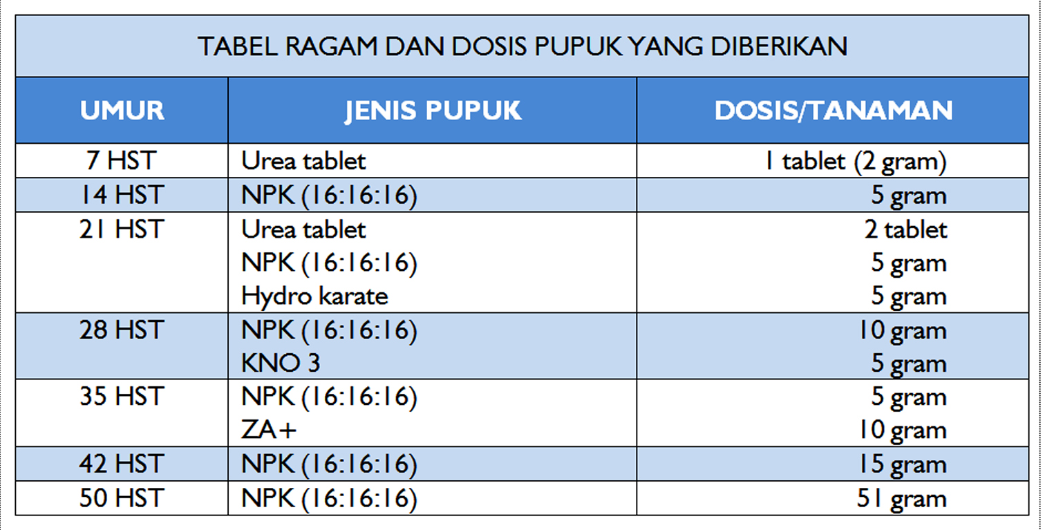 Cara Budidaya Terong KampusTani Com