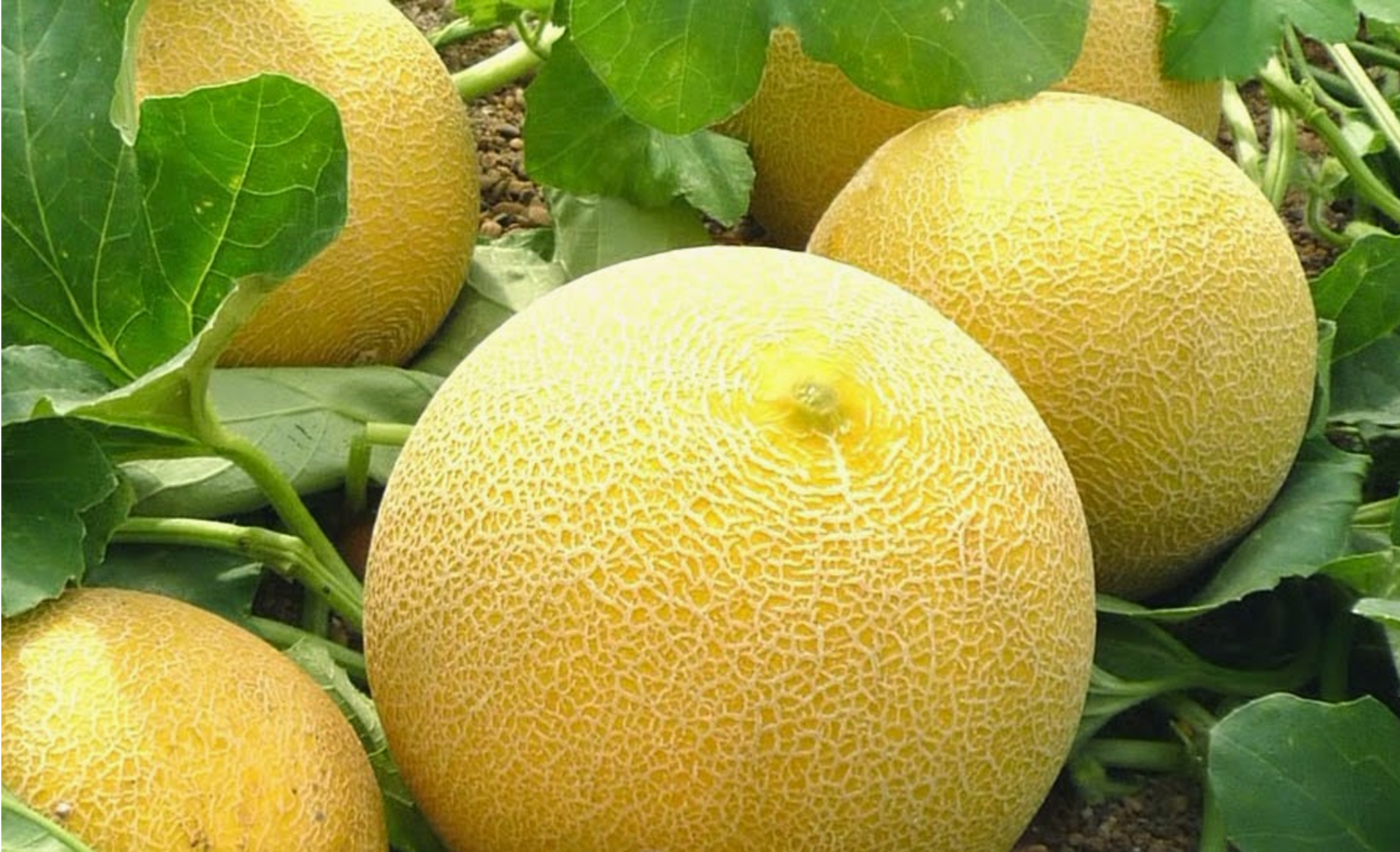 Cara Menanam Melon Agar Berbuah Besar Kampustani Com