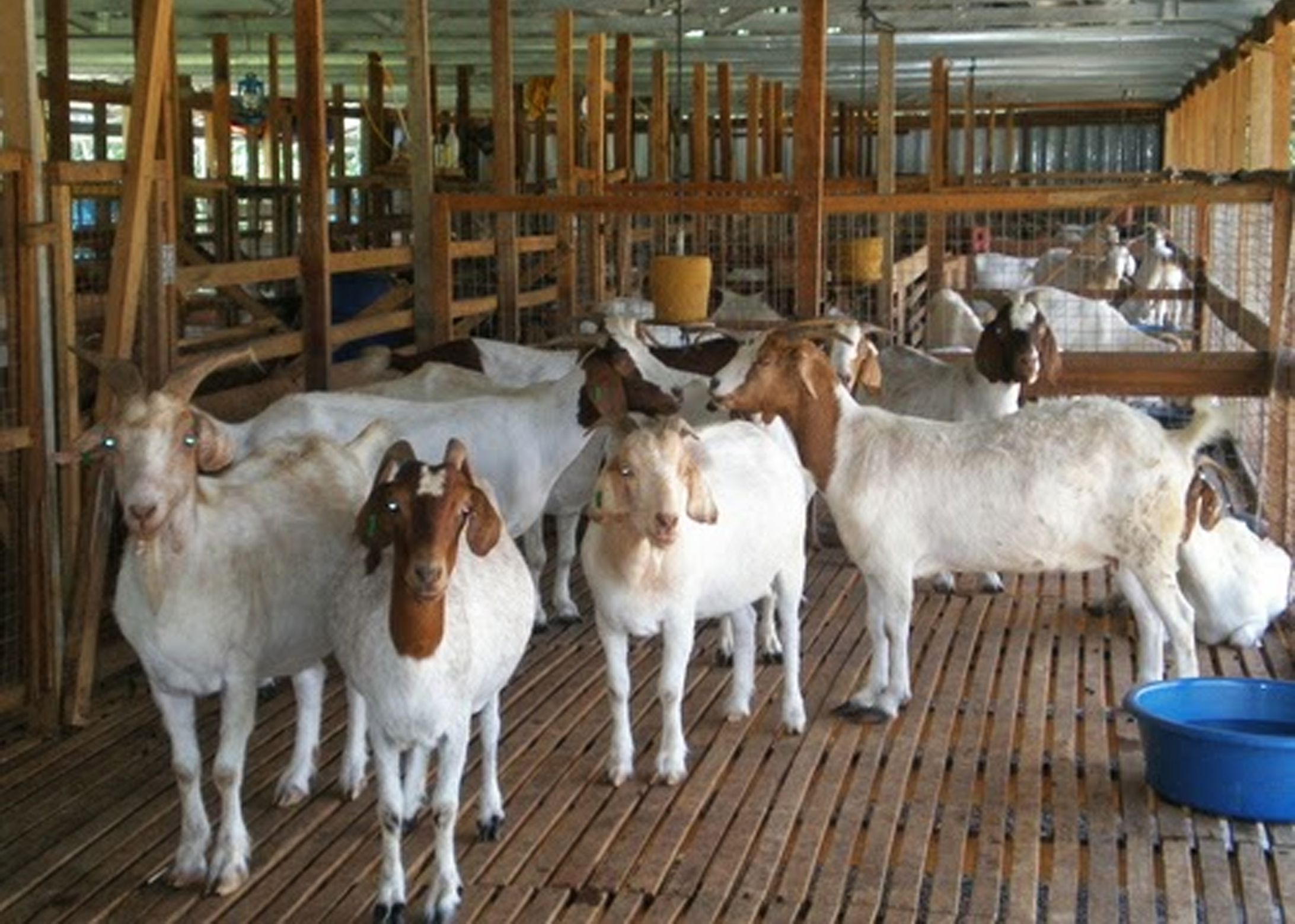 Cara Beternak Kambing  Yang Baik dan Benar KampusTani Com