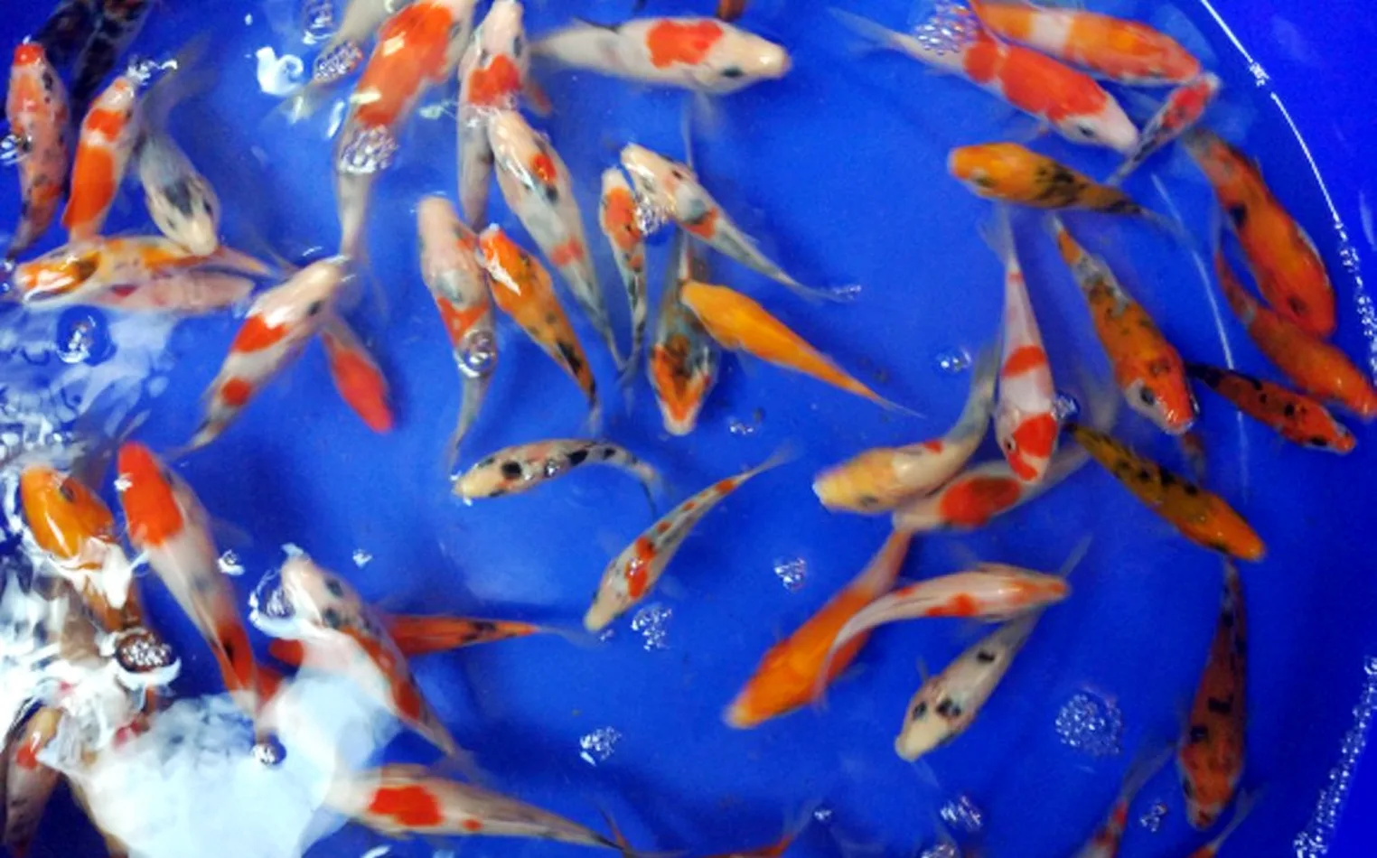 Cara Budidaya Ikan Koi Bagi Pemula | KampusTani.Com