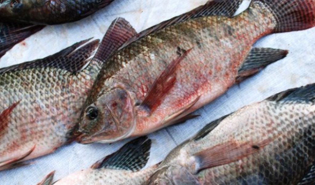 Cara Budidaya Ikan Mujair Di Kolam Terpal | KampusTani.Com