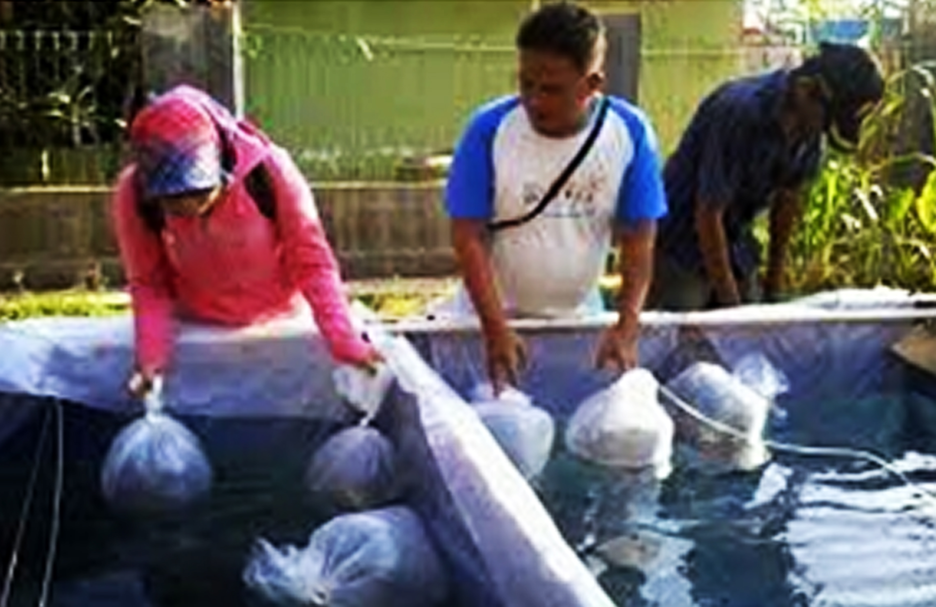 Cara Budidaya Ikan Patin Di Kolam Terpal Bagi Pemula ...