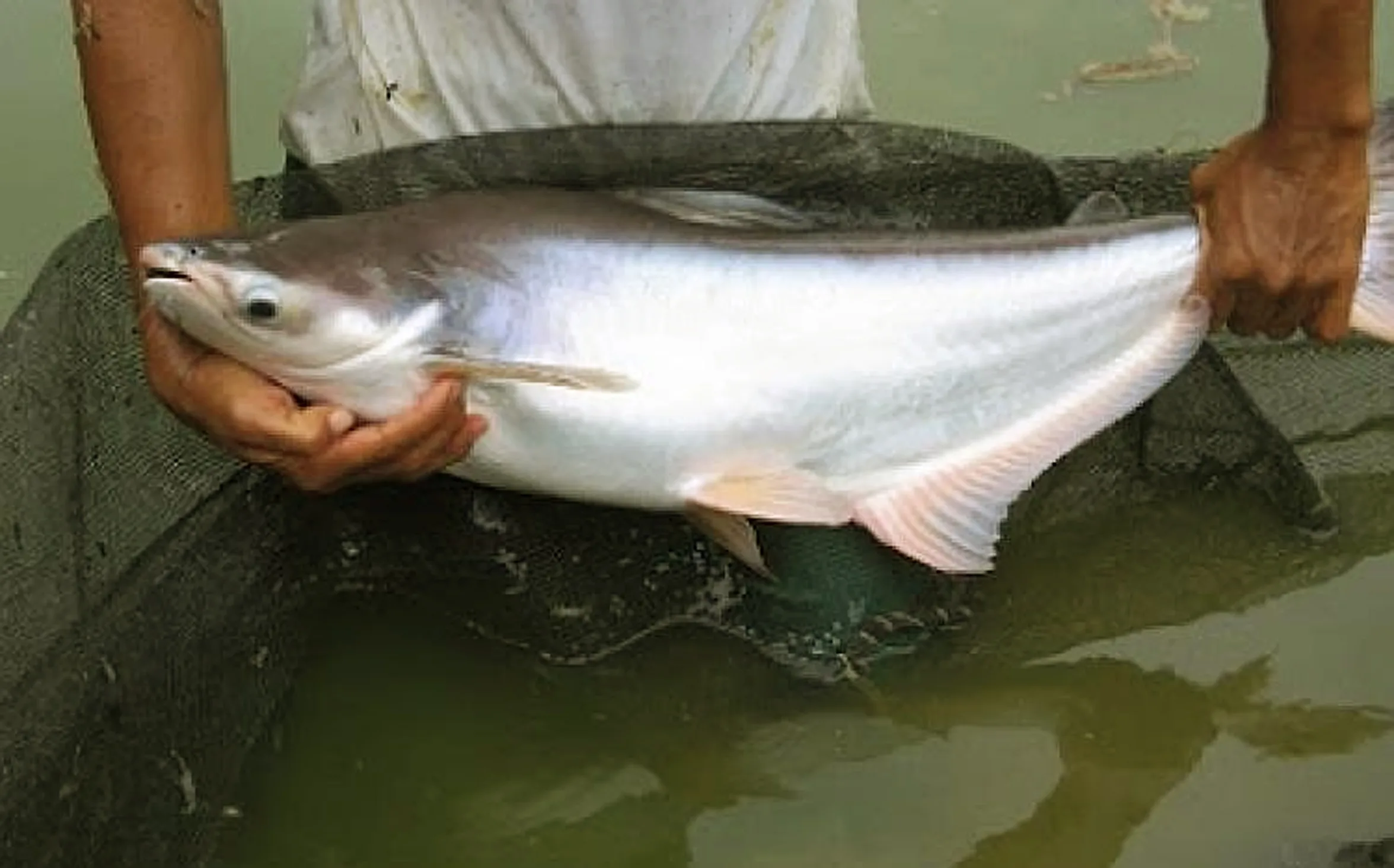 Cara Mengenal Ikan Patin Kolam