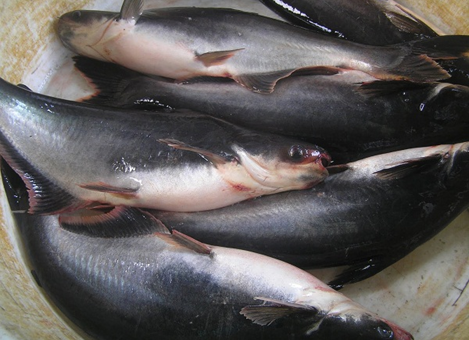 Cara Budidaya Ikan Patin Di Kolam Terpal Bagi Pemula KampusTaniCom