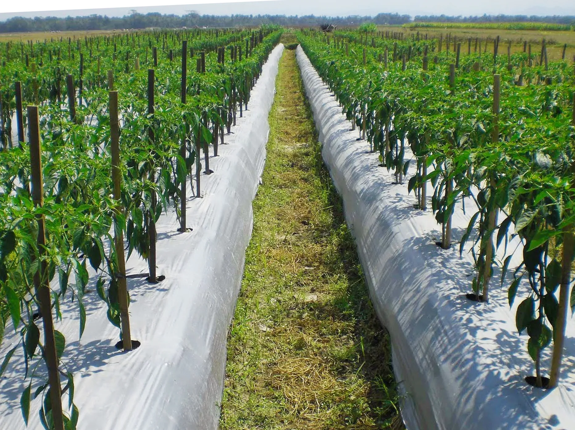 Cara Menanam Cabe Di Musim Hujan Kampustani Com