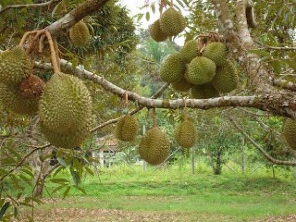 Rahasia Pohon Buah Durian Cepat Berbuah