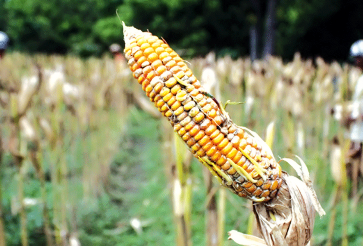 Hama dan Penyakit yang Menyerang Tanaman Jagung 