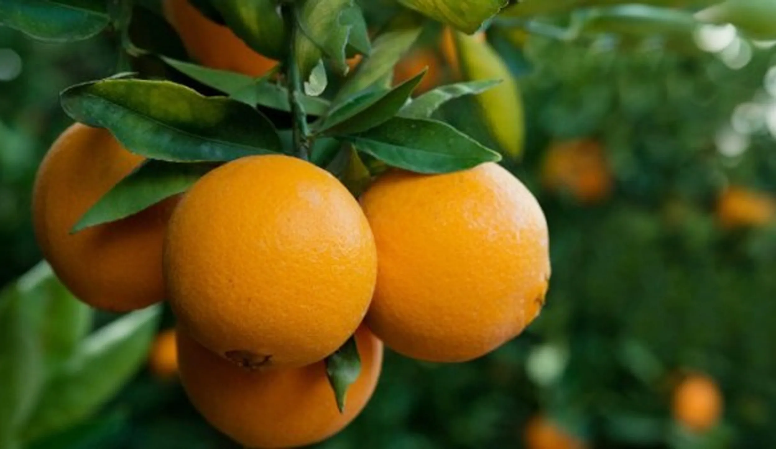 Cara Agar Tanaman Jeruk Berbuah Lebat | Kampustani.com