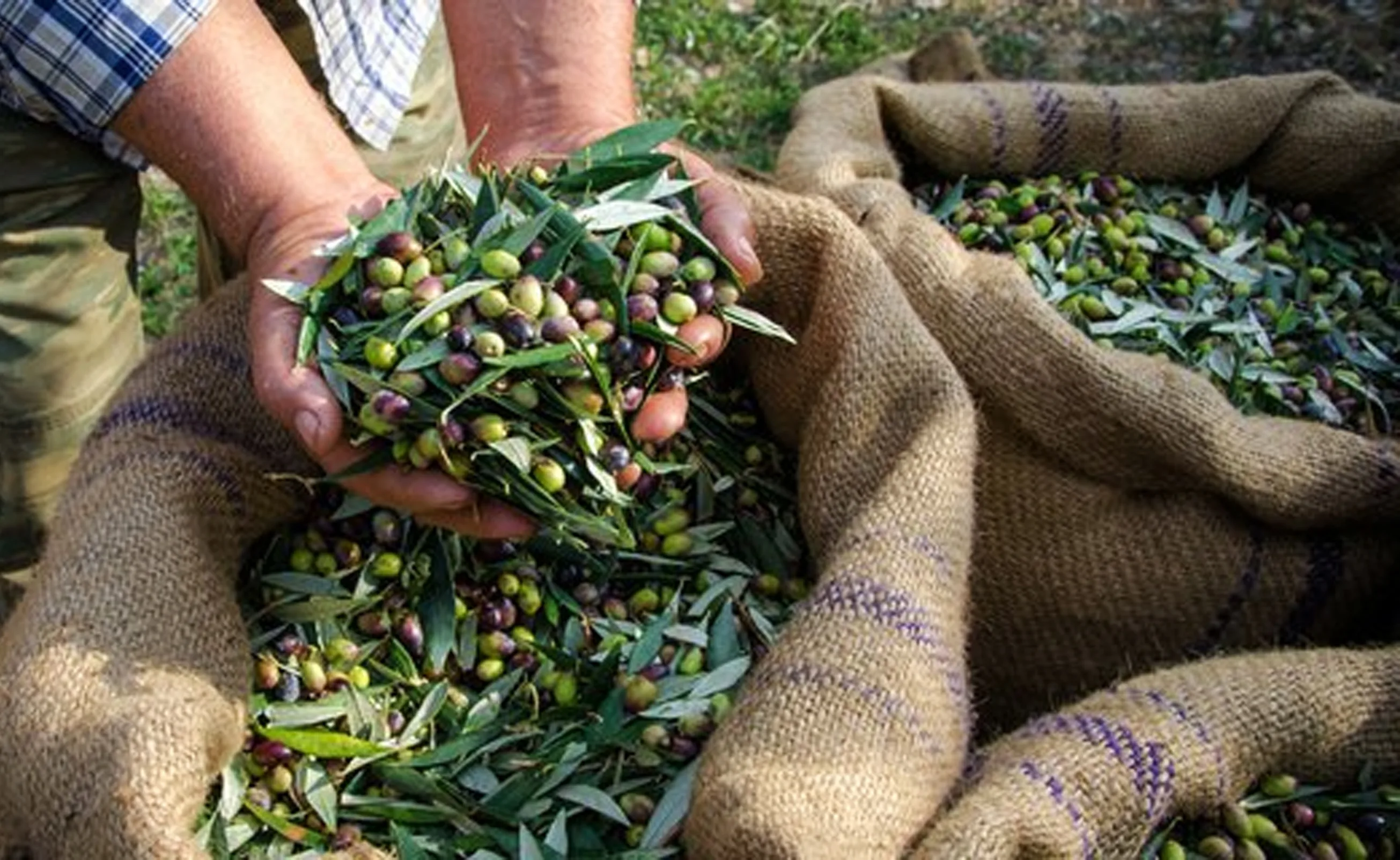 Cara Budidaya Buah Zaitun Di Indonesia Kampustani Com