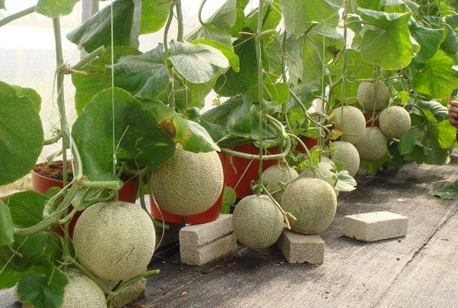 Cara Menanam Buah Melon Dalam Pot Kampustani Com
