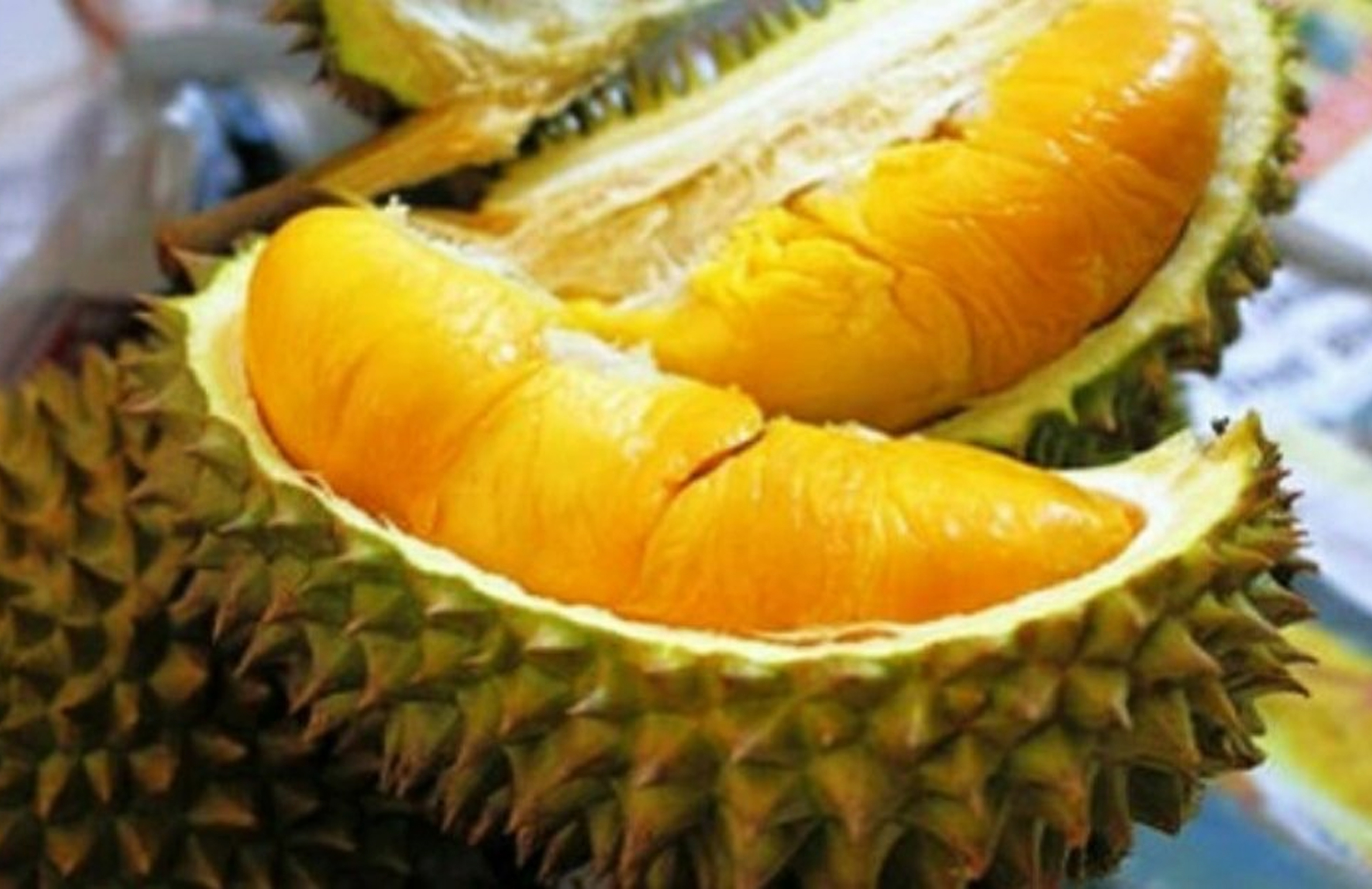 Cara Menanam Durian Musang King Agar Cepat Berbuah ...