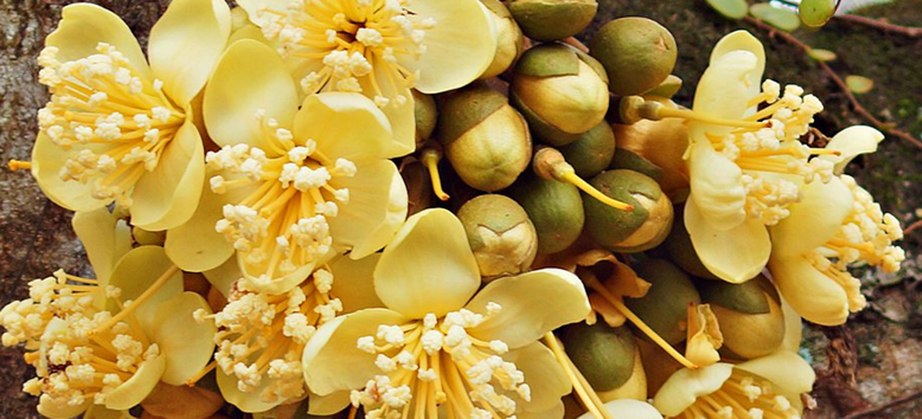 Cara Mengatasi Rontok Bunga  Dan Buah Durian  KampusTani Com