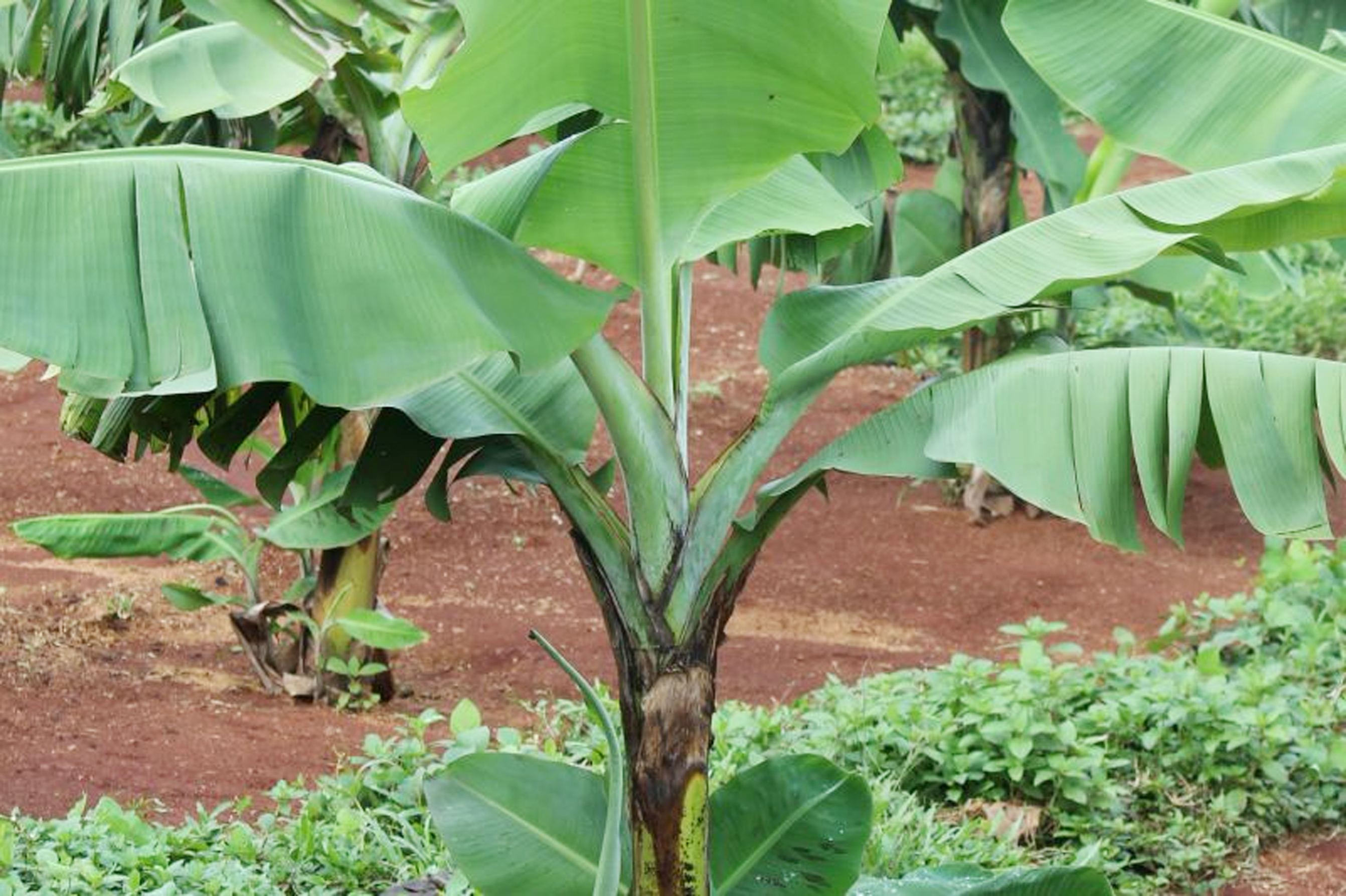 Cara Pengendalian Hama Dan Penyakit Tanaman Pisang 