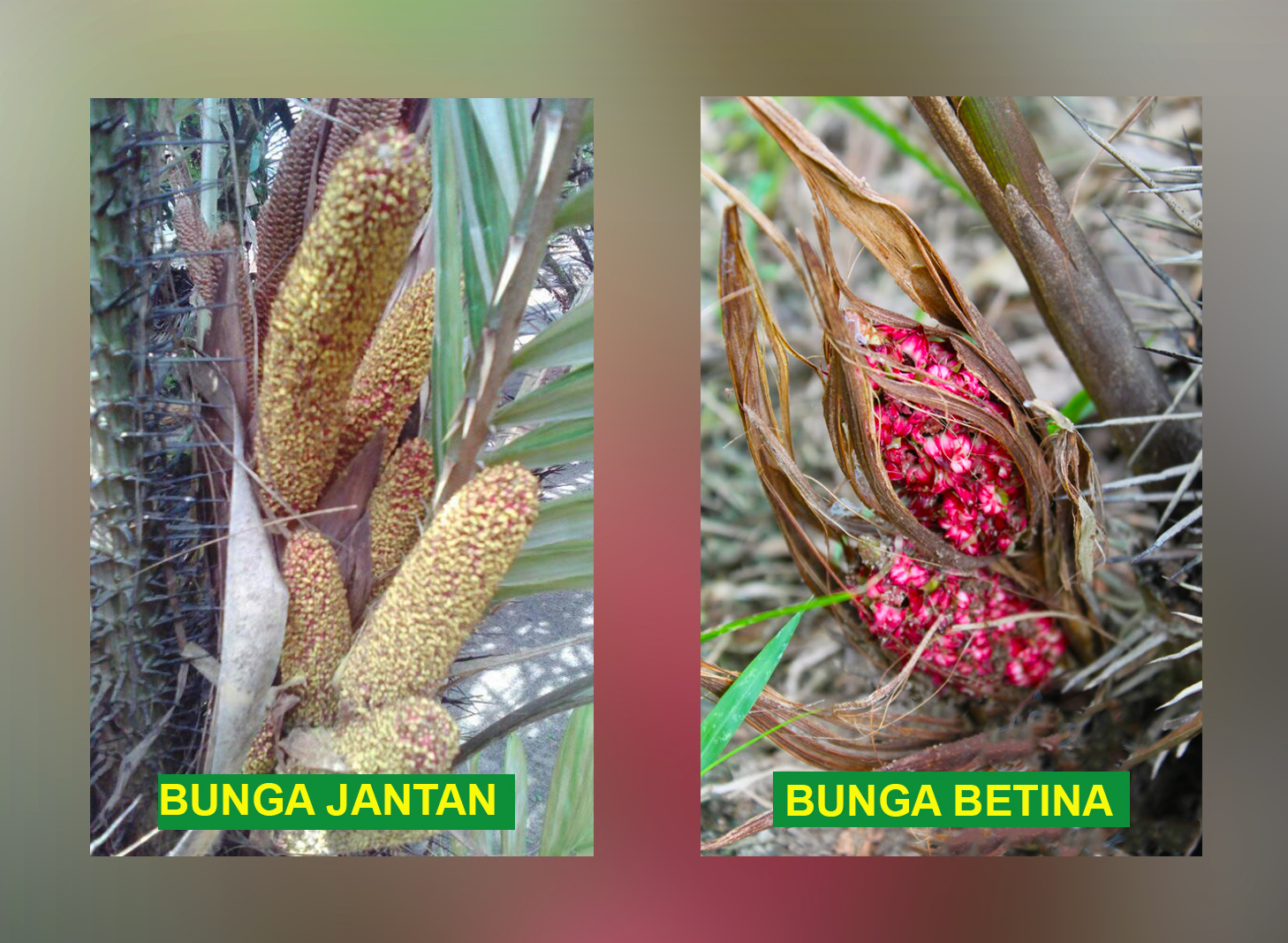 Cara Penyerbukan Bunga Salak Kampustani Com