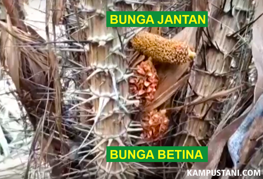  Cara  Penyerbukan  Bunga  Salak KampusTani Com