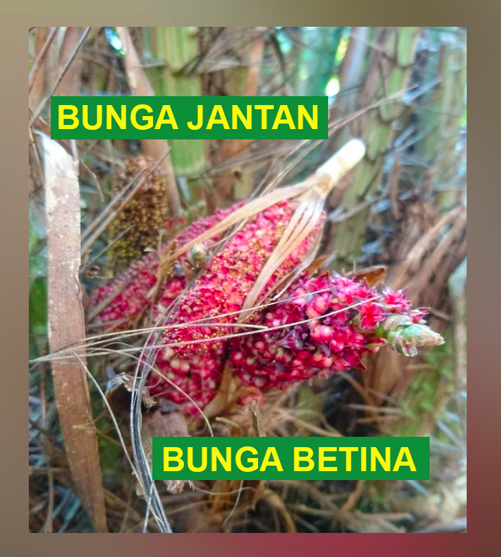  Gambar  Alat Kelamin Jantan Dan  Betina Pada Bunga  