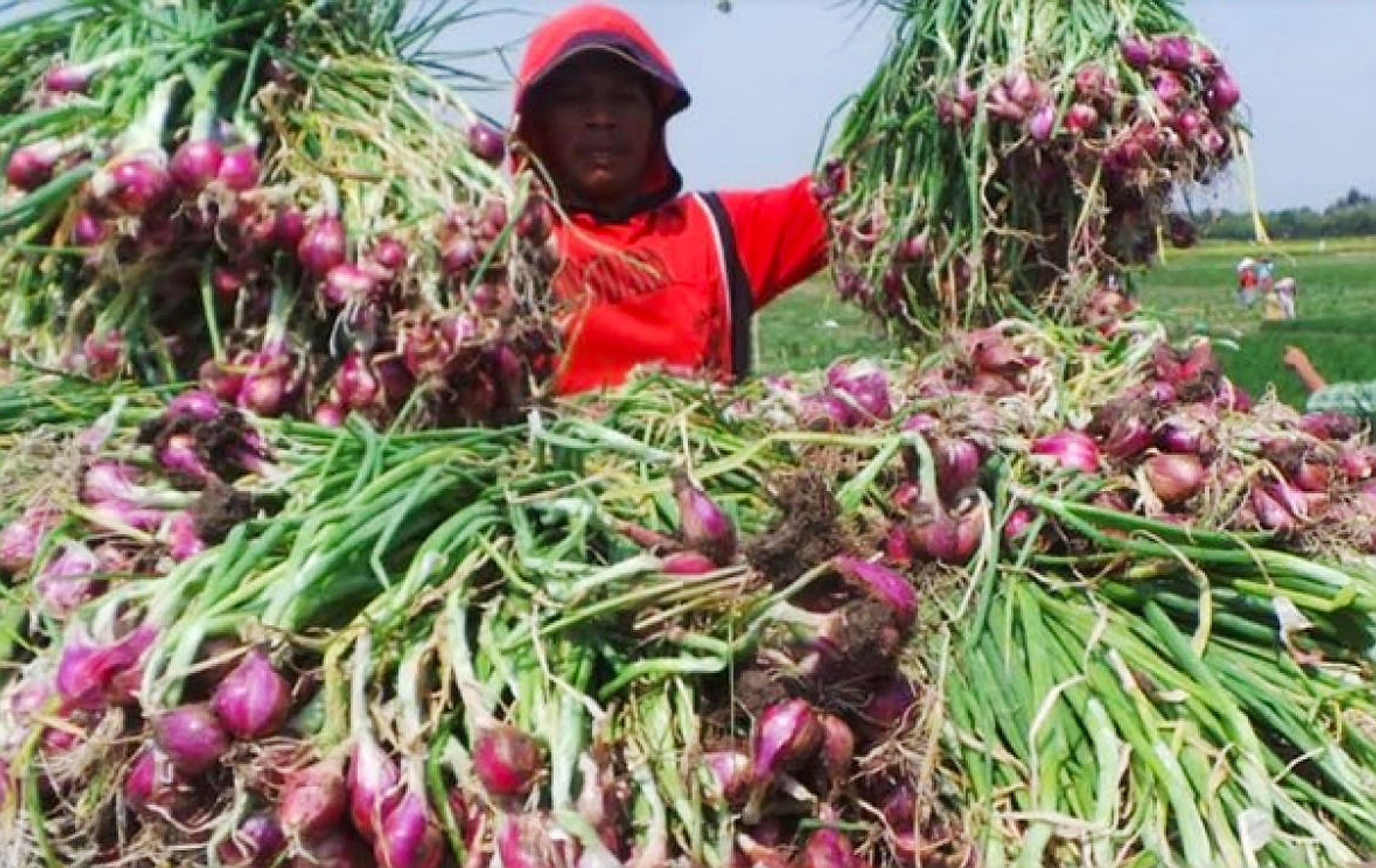 Penanganan Pasca Panen Bawang  Merah  KampusTani Com