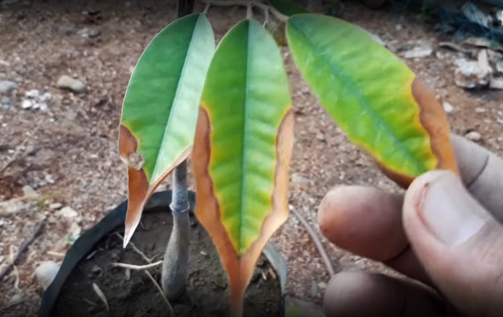 Penyebab Ujung Daun  Durian Kering  dan Cara  Mengatasinya 