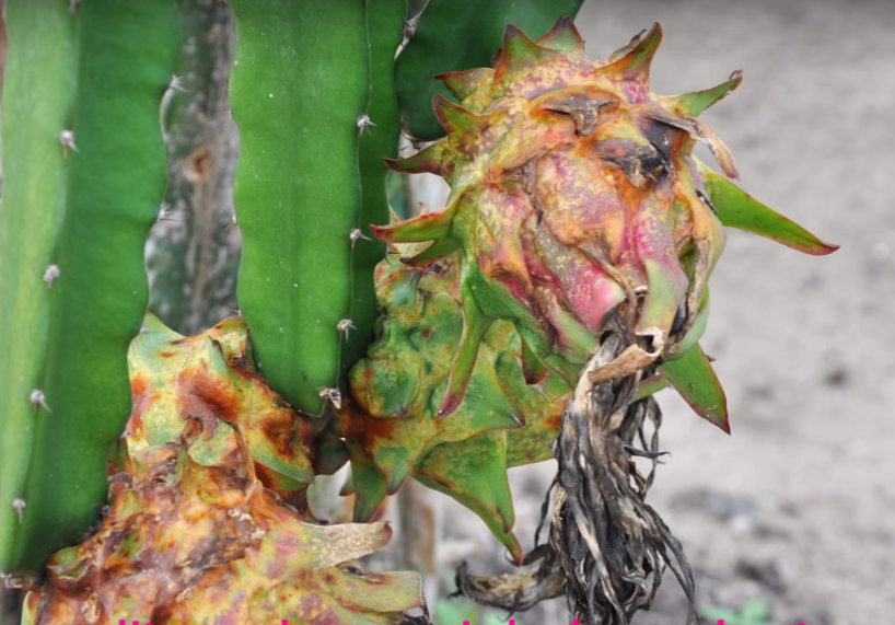 Stem Canker Penyakit Berbahaya Pada Tanaman Buah Naga ...