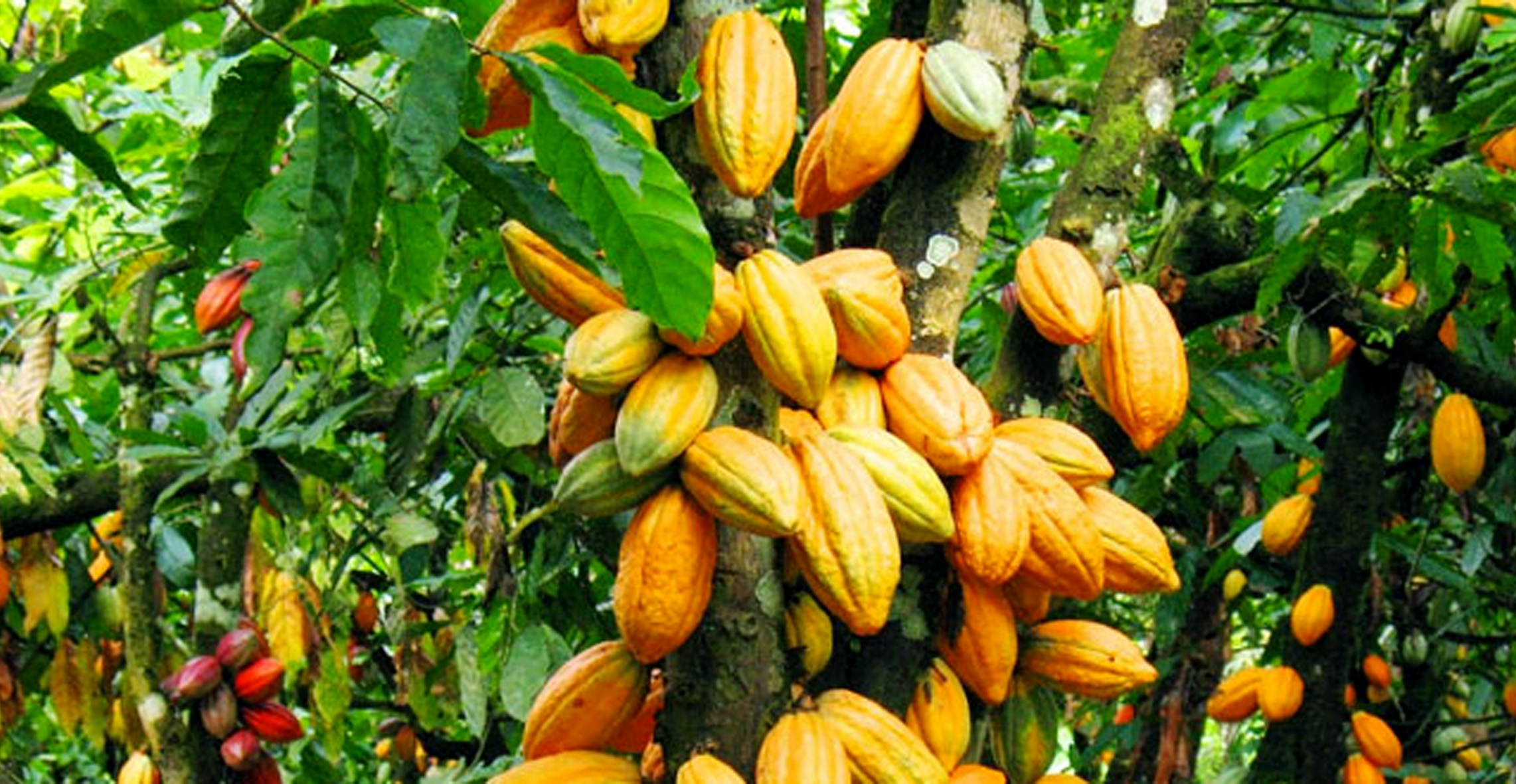 peluang usaha tanaman kakao