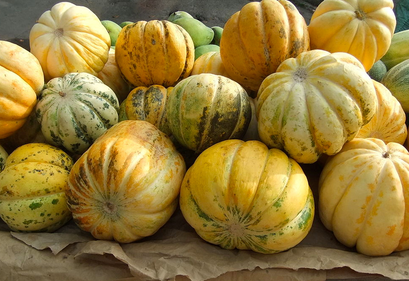 Cara Merawat Tanaman Melon Agar Cepat Berbuah - Berbagi Tanam