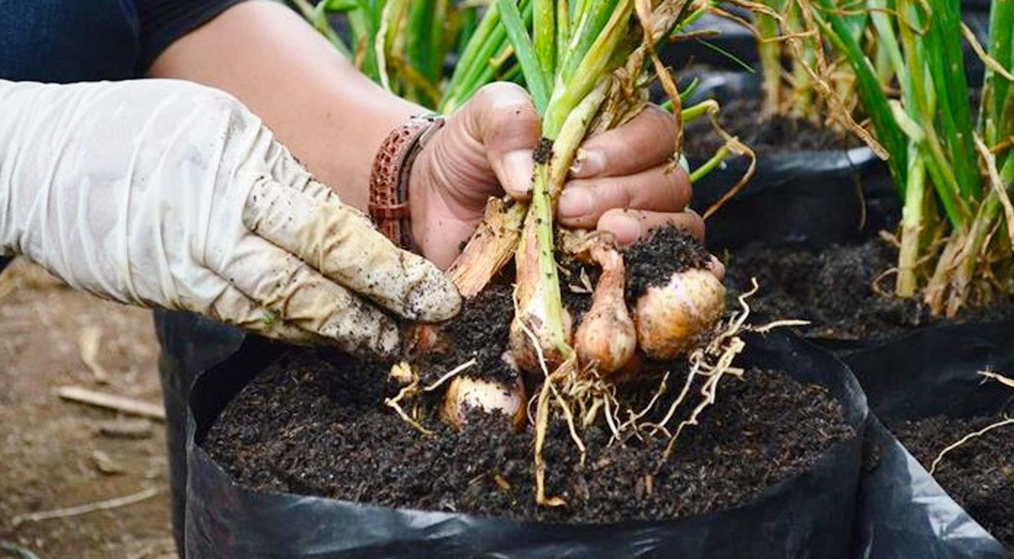 Cara Mudah Menanam Bawang Putih Dalam Pot | KampusTani.Com