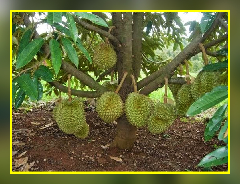 80+ Gambar Pohon Durian Yang Sedang Berbuah Terbaik
