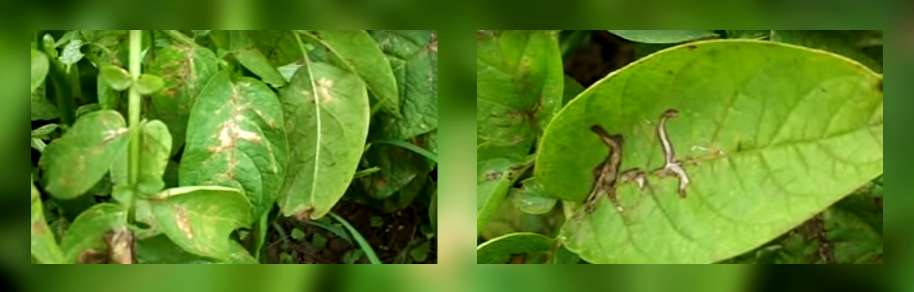 Pengendalian Lalat Pengorok Daun  Pada Tanaman Kentang  