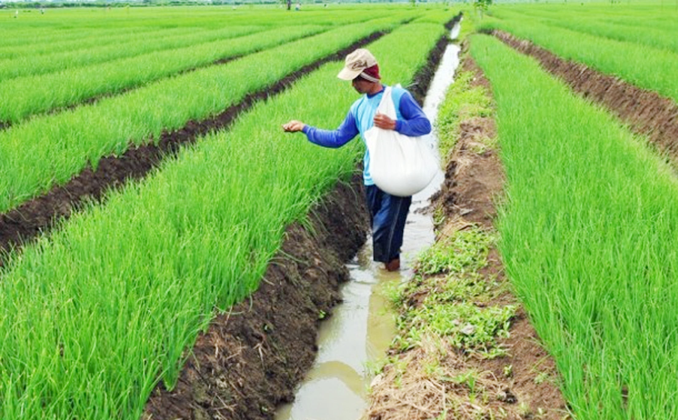 Teknis Pemupukan  Bawang Merah KampusTani Com