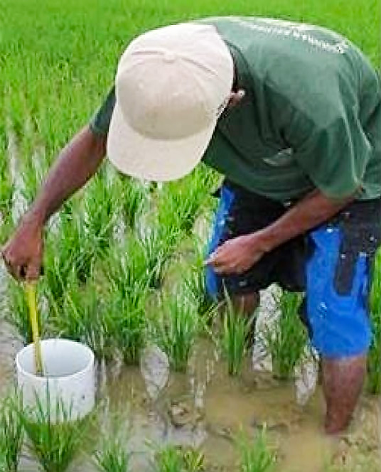 tali air sawah padi