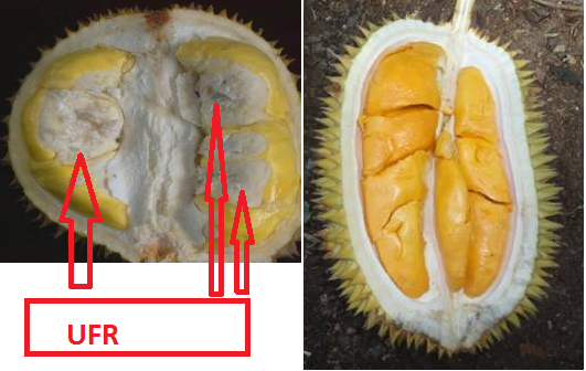 pematangan-tidak-sempurna-pada-buah-durian