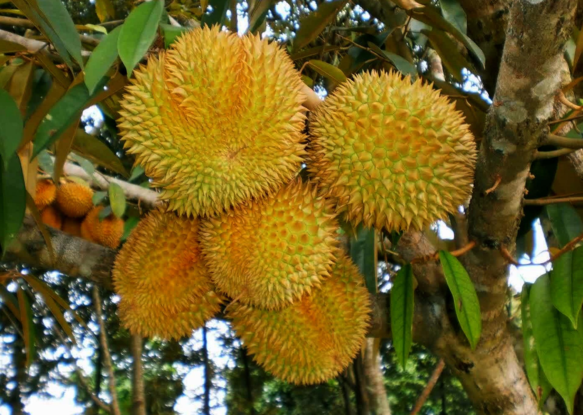 Cara tanam durian dari biji