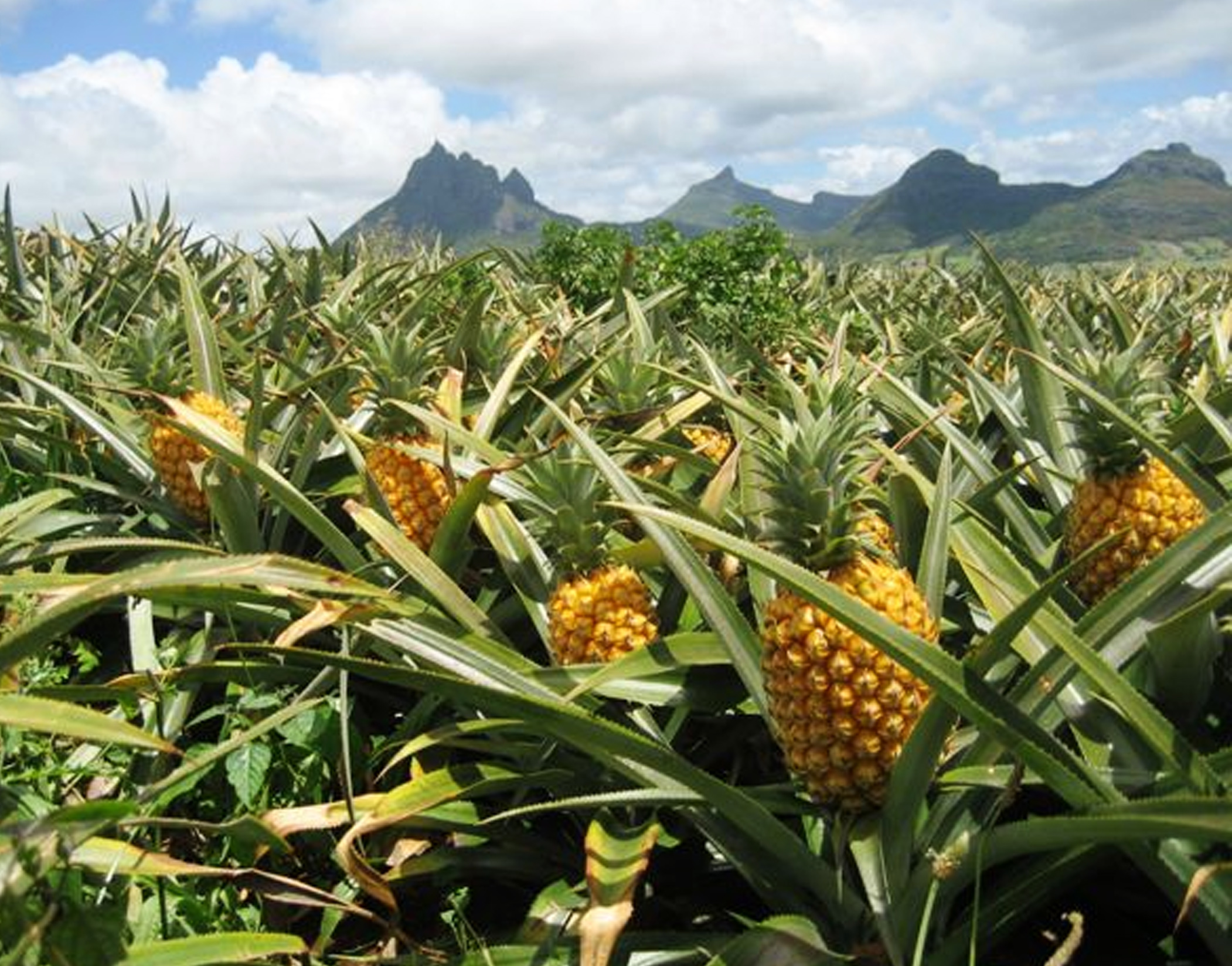 Cara Menanam Buah Nanas Dalam Pot Kampustani Com