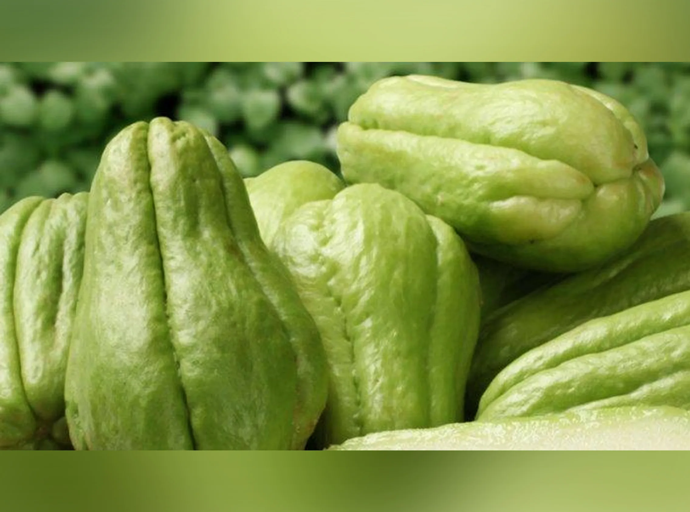 Cara Menanam Labu Siam Dalam Pot Kampustani Com