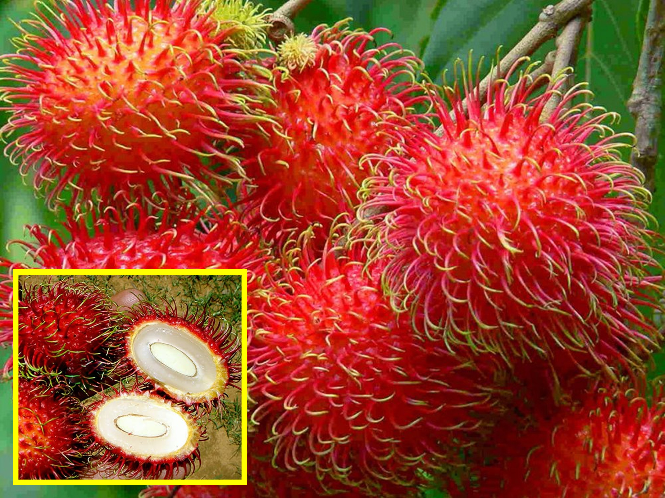 Cara Menanam Rambutan Binjai  KampusTani Com