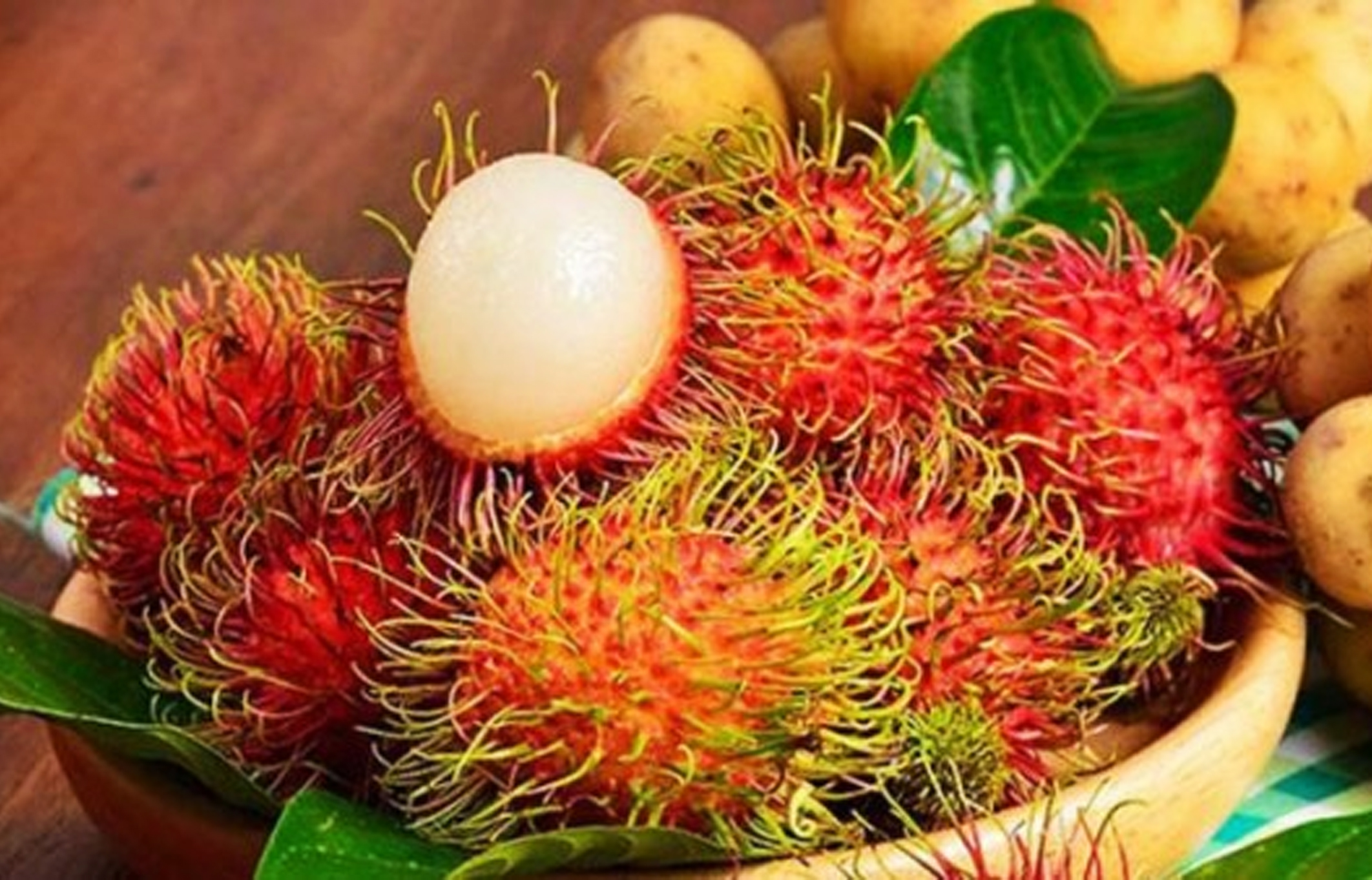 Cara Cangkok Rambutan  Agar Cepat Berbuah Seputar Buah