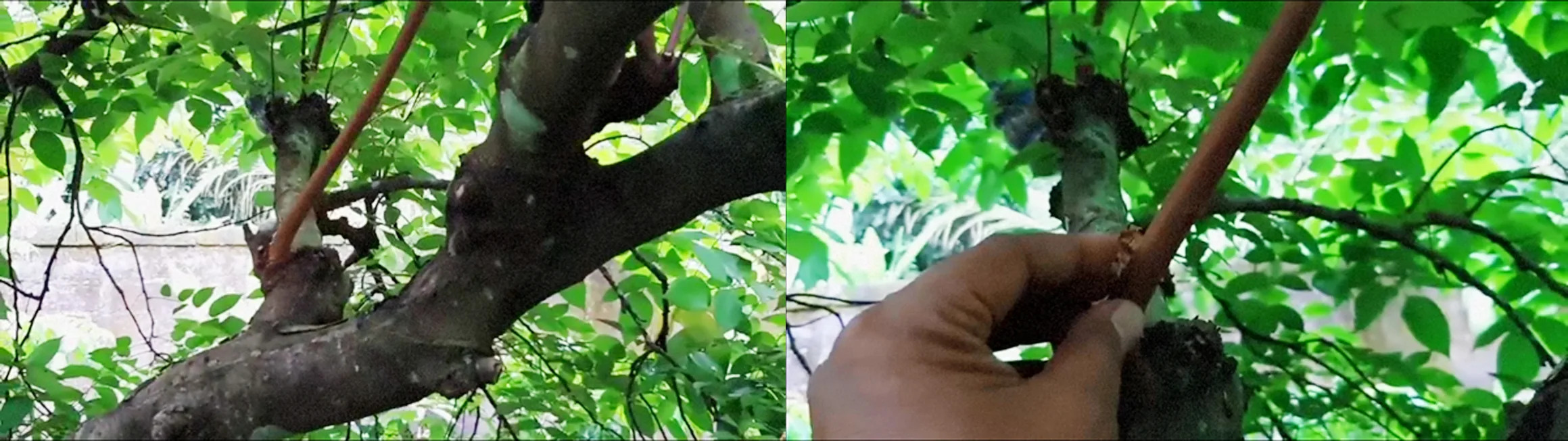 Cara Mencangkok Pohon Belimbing Yang Benar Kampustani Com