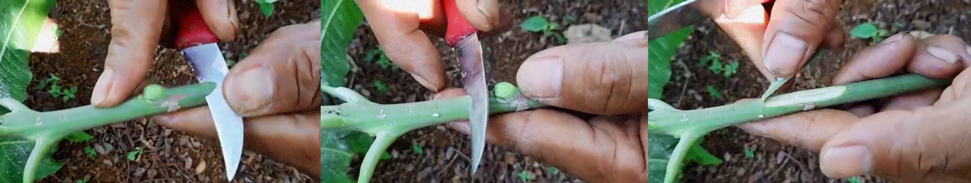 Cara Okulasi Tanaman Buah Mangga Kampustani Com