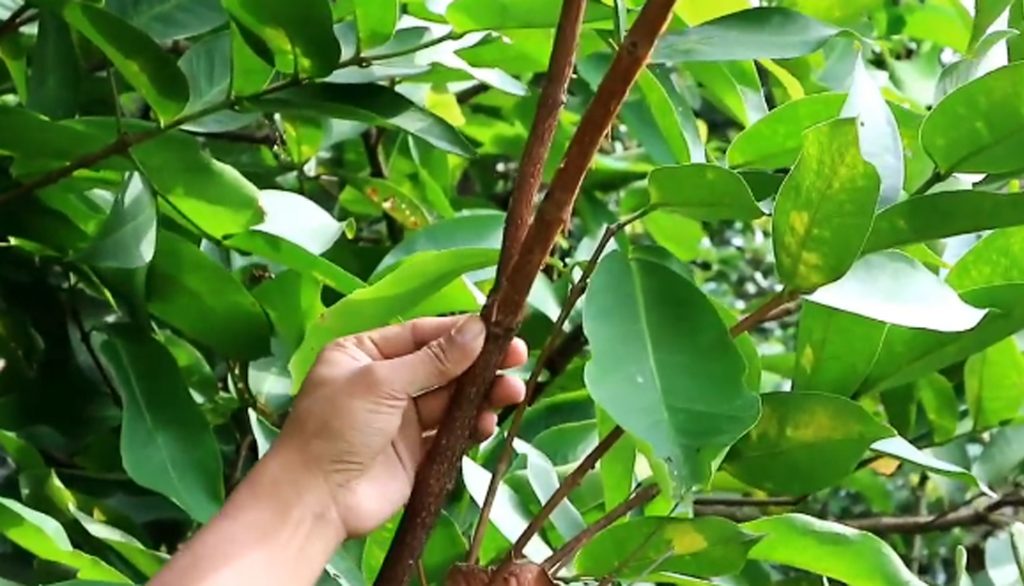 Cara Mencangkok Pohon Jambu Bol KampusTani Com Cara Mencangkok Pohon Jambu Bol KampusTani Com