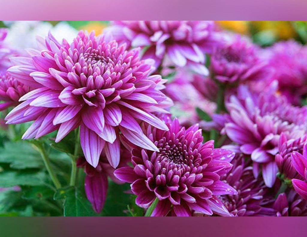 Penanganan Bibit Bunga Krisan Pasca Pembelian Online