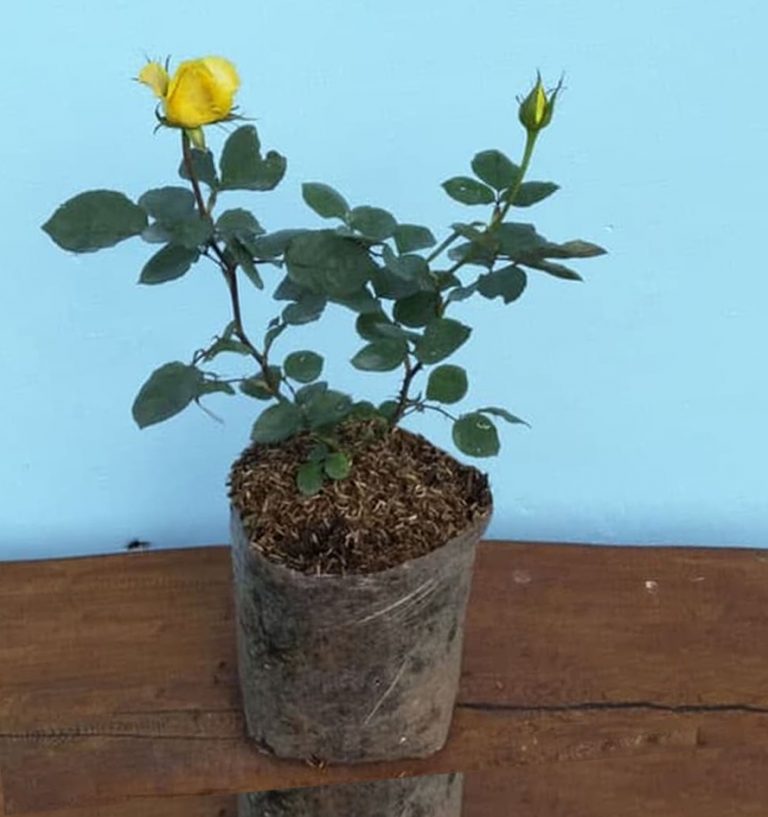 Penanganan Bibit Bunga Mawar Pasca Pembelian Online | KampusTani.Com